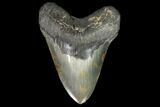 Fossil Megalodon Tooth - Serrated Blade #98996-1
